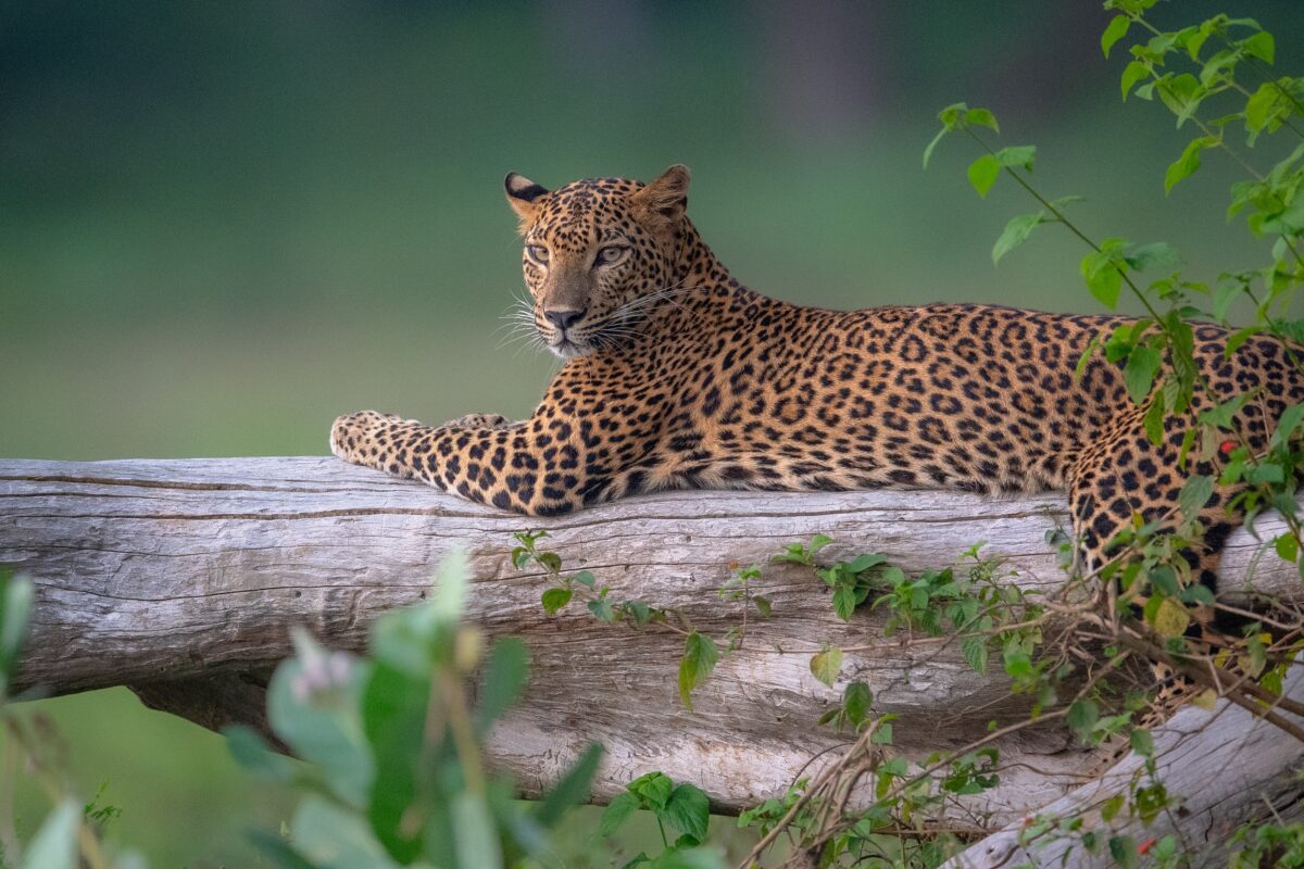 Honeymoon Tours in Sri Lanka
