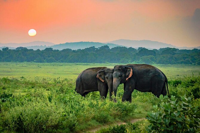 Udawalawe wildlife safari experience